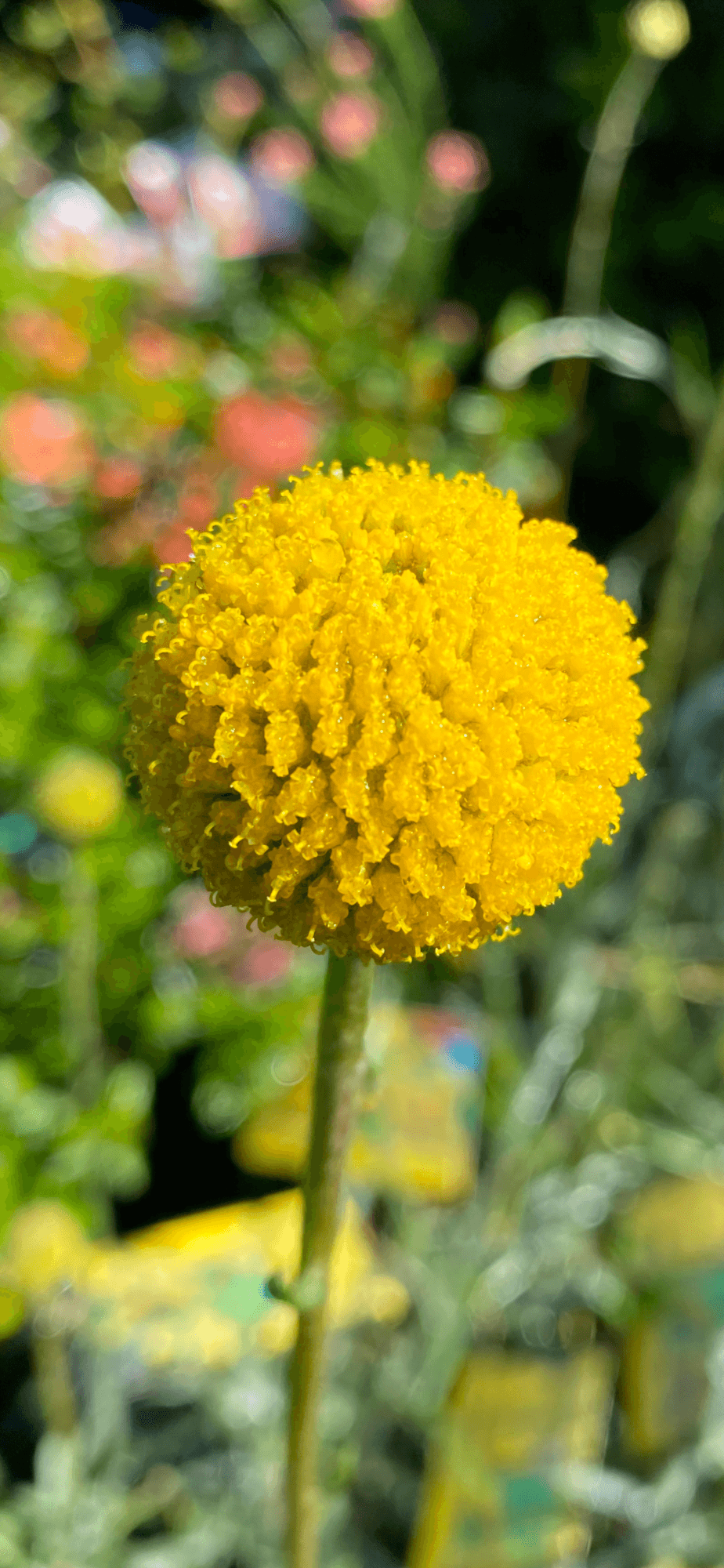 Billy Buttons